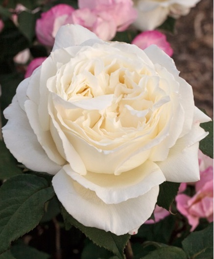 Garden Rose Jeanne Moreau - Garden Rose - Roses - Flowers by category
